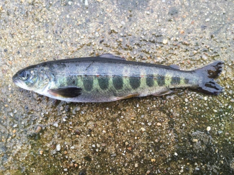 Atlantic salmon parr with dark vertical bands, dark dorsal, pale green stomach, and several small red dots.