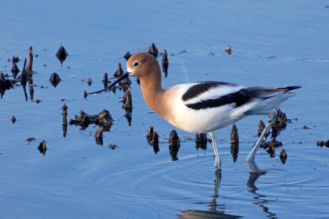 American Avocet 