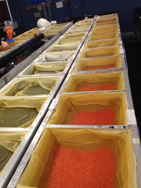 Thousands of recently fertilized Atlantic salmon eggs water hardening in 10 separate mesh baskets