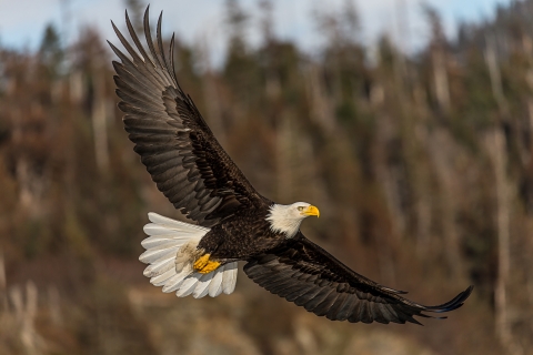 Bald Eagle Taking Flight 