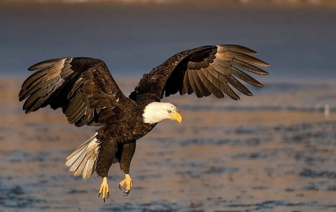 A large bird with black-brown body, white head and hooked yellow beak and talons coming in for a landing over water