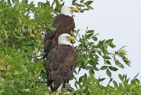 Eagles Across America | U.S. Fish & Wildlife Service