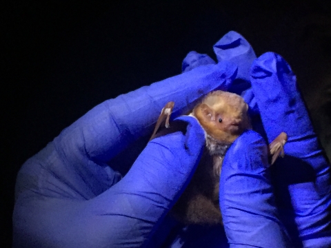 A biologist, wearing gloves, holding a bat.