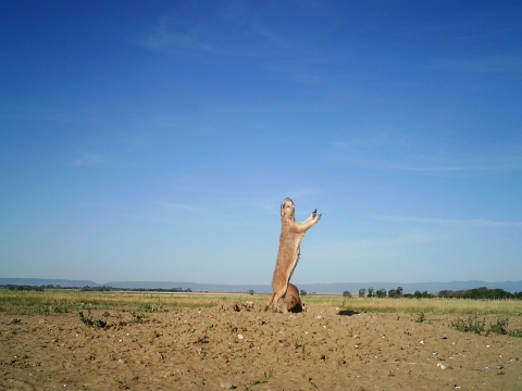 A black-tailed prairie dog (a small mammal) stands on its hind legs and gives a trademark "danger!" warning, as captured on a trailcam at Maxwell National Wildlife Refuge in New Mexico.