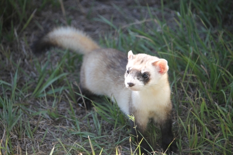 A black footed ferret in the grass