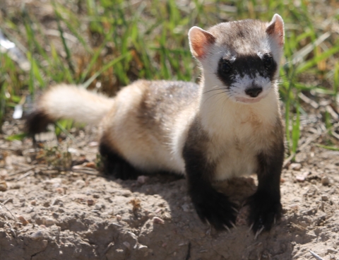 A black footed ferret in the grass