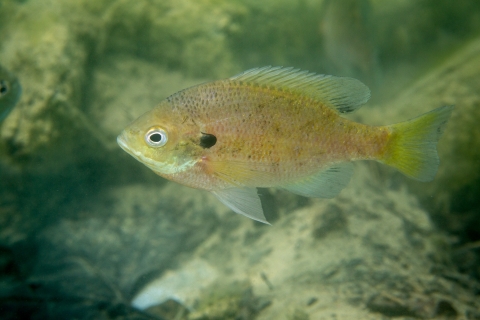 A small olive green fish swimming underwater over rocks. 