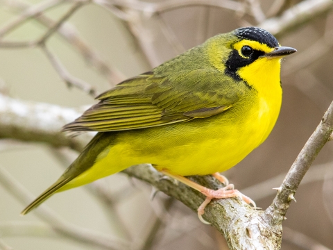 A Kentucky Warbler perch on a branch.