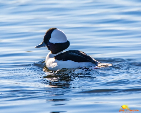 Bufflehead duck swims in Carman River