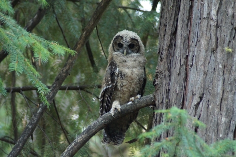 Creature Feature: Spotted Owls | U.S. Fish & Wildlife Service