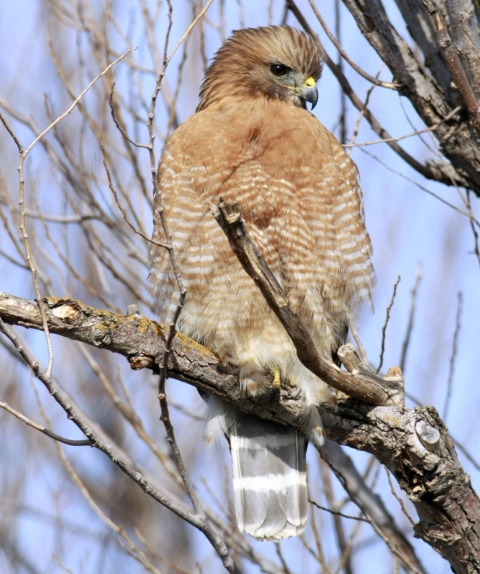 A tan-and-white bird with a hooked yellow-and-gray beak perched on a branch and staring intently toward the camera