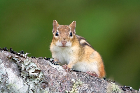 A tan chipmunk with black and white stripes on its back crouching on a dead log