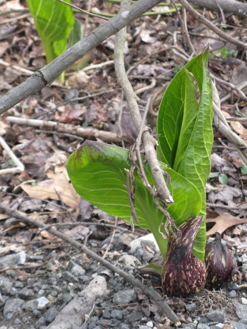 Skunk cabbage blooming 