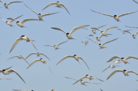 Flock of white birds with black heads in flight