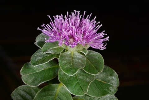 Purple flower at the end of a stalk covered in green leaves