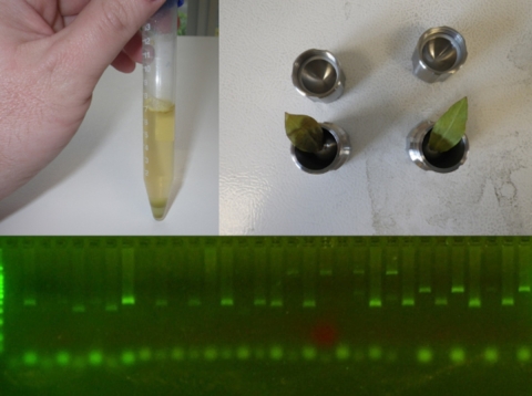 DNA extraction from leaves of the threatened plant Spalding's Catchfly.