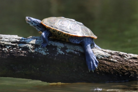 Diamondback terrapin suns itself on a log