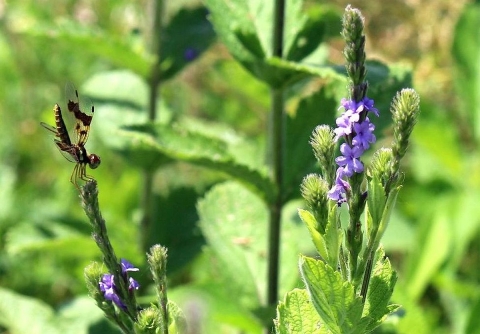 A brownish dragonfly effectively doing a handstand atop a flower