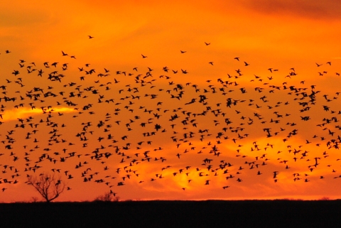 Duck Migration 