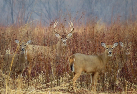 Four tan deer, one male with antlers, peering out from a field of brown grasses and other vegetation