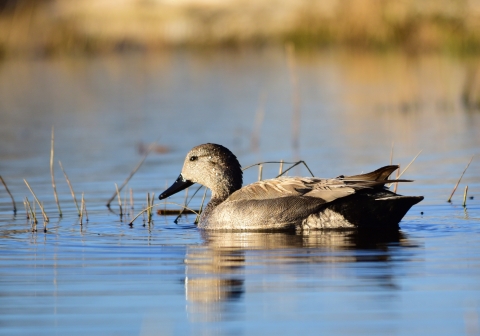 Gadwall 