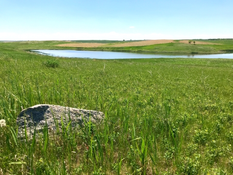 Grass and Wetland 