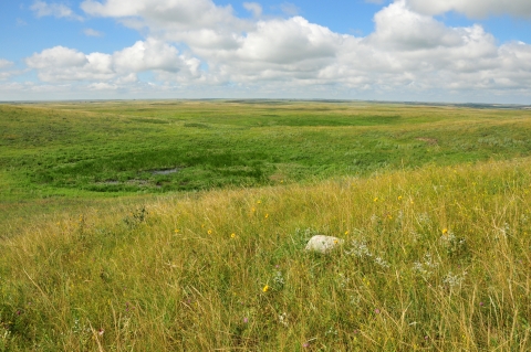 Grassland 