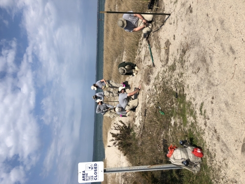 Americorps team plants dune grass