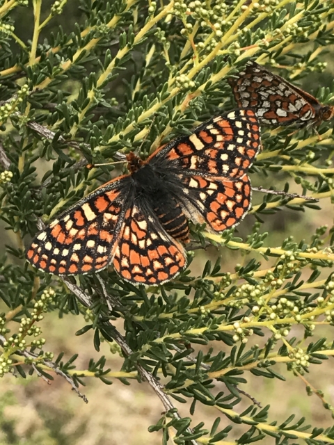 close up photo of a Quino checkerspot butterfly