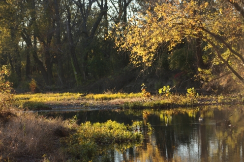 A river with fall foliage. 