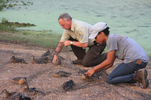 Two people working together to band woodducks.