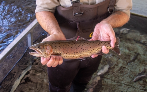 A brownish fish with hints of pink and yellow, and is covered in small spots being held just above a tank of water.