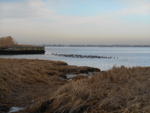 A group of brant swim offshore