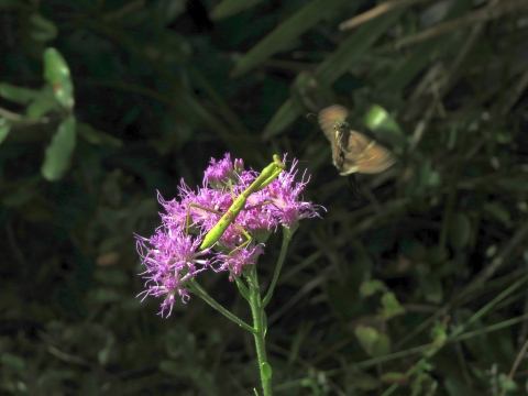 A long-tailed skipper butterfly appears to come to halt just before landing on a purple flower that is occupied by a green pray mantis insect