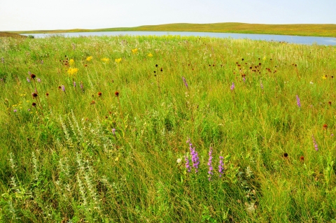 Native Mixed Grass Prairie on Sand Lakes WMD