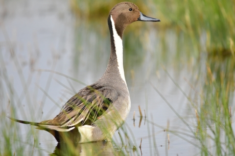 Northern Pintail 