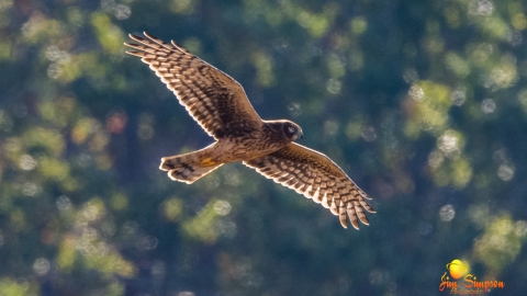 Northern harrier in flight