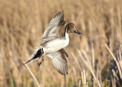 Northern Pintail 