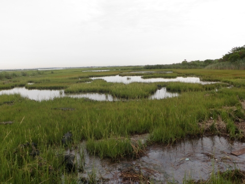 A green open saltmarsh