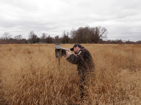 Biologist checks a bluebird box for a nest