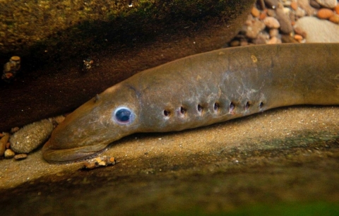 front end of a long thin fish with a suction mouth and round gill holes