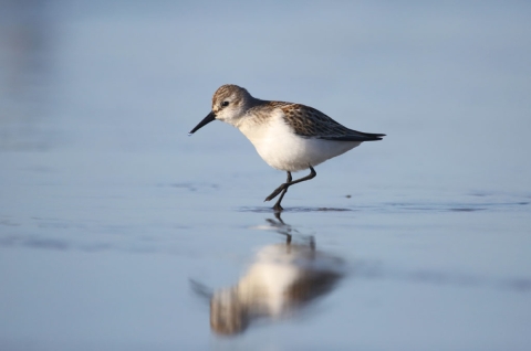 A brown and white shorebird with a dark bill stalks through still water