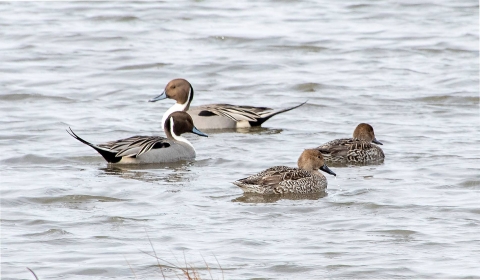 Northern Pintails 