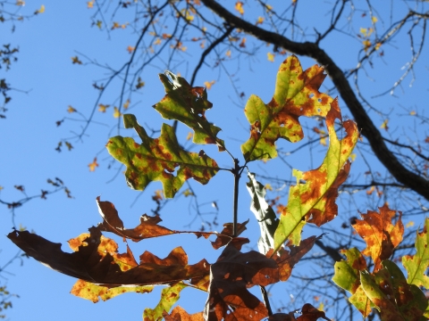 Post oak leaves.