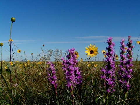 Prairie Flowers 