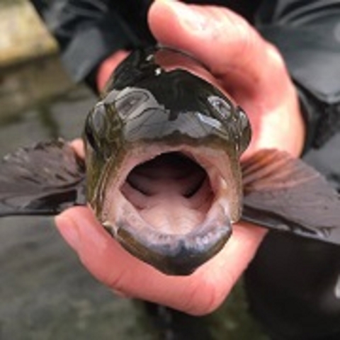 Front facing picture of a biologist holding an Atlantic salmon smolt. The fish has its mouth wide open to the camera so you can see into its mouth. The fish's pectoral fins are splayed. 