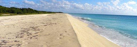 From left to right: green beach vegetation, a stretch of white sand beach, and deep blue Caribbean waters