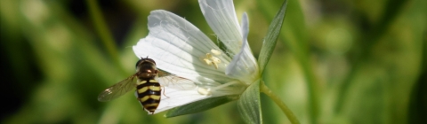 A small bee-like fly sits on a flower with four white petals.