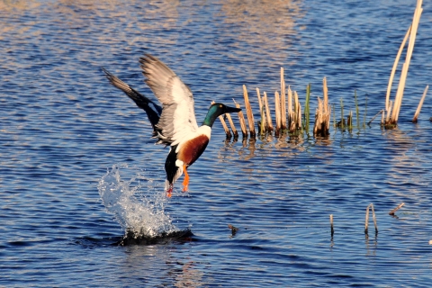 Shoveler Drake Taking Flight 