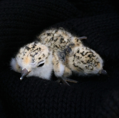 A close up of two snowy plover chicks. They are fluffy white and brown with black speckles.